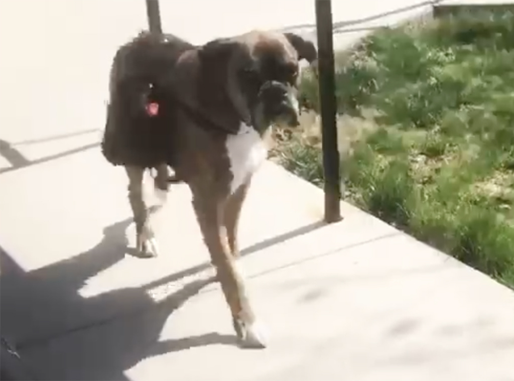 This Maryland Dog Named Soda Practices Social Distancing While Delivering Wine E Online